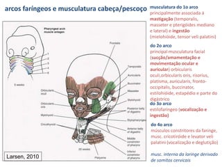 arcos faríngeos e musculatura cabeça/pescoço musculatura do 1o arco
principalmente associada á
mastigação (temporalis,
masseter e pterigóides mediano
e lateral) e ingestão
(mielohióide, tensor veli palatini)
do 2o arco
principal musculatura facial
(sucção/amamentação e
movimentação ocular e
auricular) orbicularis
oculi,orbicularis oris, risorius,
platisma, auricularis, fronto-
occipitalis, buccinator,
estilohióide, estapédio e parte do
digástrico
do 3o arco
estilofaríngeo (vocalização e
ingestão)
do 4o arco
músculos constritores da faringe,
musc. cricotiróide e levator veli
palatini (vocalização e deglutição)
musc. interna da laringe derivado
de somitos cervicais
Larsen, 2010
 