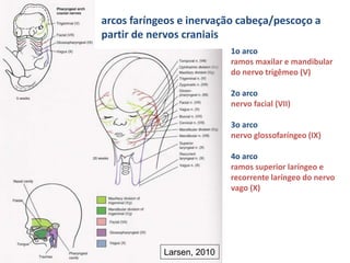 arcos faríngeos e inervação cabeça/pescoço a
partir de nervos craniais
1o arco
ramos maxilar e mandibular
do nervo trigêmeo (V)
2o arco
nervo facial (VII)
3o arco
nervo glossofaríngeo (IX)
4o arco
ramos superior laríngeo e
recorrente laríngeo do nervo
vago (X)
Larsen, 2010
 