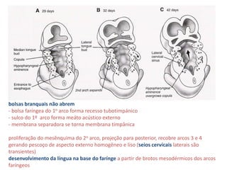 bolsas branquais não abrem
- bolsa faríngea do 1o arco forma recesso tubotimpánico
- sulco do 1º arco forma meáto acústico externo
- membrana separadora se torna membrana timpânica
proliferação do mesênquima do 2o arco, projeção para posterior, recobre arcos 3 e 4
gerando pescoço de aspecto externo homogêneo e liso (seios cervicais laterais são
transientes)
desenvolvimento da língua na base do farínge a partir de brotos mesodérmicos dos arcos
faríngeos
 