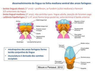 desenvolvimento da língua na linha mediana ventral dos arcos faríngeos
- brotos linguais distais (1o arco) – proliferam, se fundem (sulco mediano) e formam
2/3 anteriores da língua
- broto lingual mediano (2o arco), não contribui para língua adulta, posição do foramen cego
- saliência hipofaríngea (3o e 4o arco) forma terço posterior, sulco terminal é borda anterior
• mesênquima dos arcos faríngeos forma
tecido conjuntivo da língua
• musculatura é derivado dos somitos
occipitais
Moure e Persaud, 2012
 