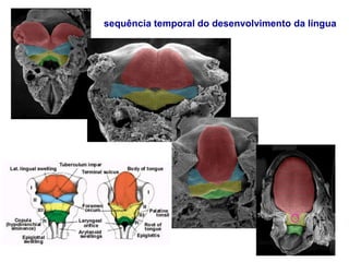 sequência temporal do desenvolvimento da língua
 
