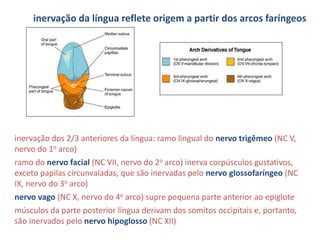 inervação da língua reflete origem a partir dos arcos faríngeos
inervação dos 2/3 anteriores da língua: ramo lingual do nervo trigêmeo (NC V,
nervo do 1o arco)
ramo do nervo facial (NC VII, nervo do 2o arco) inerva corpúsculos gustativos,
exceto papilas circunvaladas, que são inervadas pelo nervo glossofaríngeo (NC
IX, nervo do 3o arco)
nervo vago (NC X, nervo do 4o arco) supre pequena parte anterior ao epiglote
músculos da parte posterior língua derivam dos somitos occipitais e, portanto,
são inervados pelo nervo hipoglosso (NC XII)
 