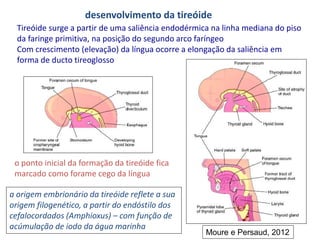 desenvolvimento da tireóide
Tireóide surge a partir de uma saliência endodérmica na linha mediana do piso
da faringe primitiva, na posição do segundo arco faríngeo
Com crescimento (elevação) da língua ocorre a elongação da saliência em
forma de ducto tireoglosso
o ponto inicial da formação da tireóide fica
marcado como forame cego da língua
a origem embrionário da tireóide reflete a sua
origem filogenético, a partir do endóstilo dos
cefalocordados (Amphioxus) – com função de
acúmulação de iodo da água marinha
Moure e Persaud, 2012
 