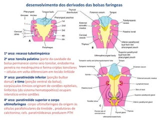 1o arco: recesso tubotimpánico
2o arco: tonsila palatina (parte da cavidade da
bolsa permanece como seio tonsilar, endoderma
penetra no mesênquima e forma criptas tonsilares
– células em volta diferenciam em tecido linfóide
3o arco: paratireóide inferior (porção bulbar
dorsal) e timo (porção ventral da bolsa);
corpúsculos tímicos originam de cordões epiteliais,
linfócitos (do sistema hematopoético) ocupam
interstício entre cordões
4o arco: paratireóide superior e corpo
ultimofaríngeo corpo ultimofaríngeo da origem às
células parafoliculares da tireóide , produtoras de
calcitonina; cels. paratiróideanas produzem PTH
desenvolvimento dos derivados das bolsas faríngeas
 