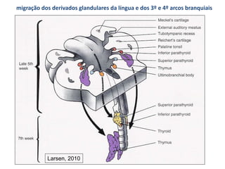 migração dos derivados glandulares da língua e dos 3º e 4º arcos branquiais
Larsen, 2010
 