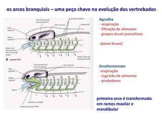 os arcos branquiais – uma peça chave na evolução dos vertrebados
Agnatha
- respiração
- filtração de alimento
- grupos atuais parasíticos
-(peixe bruxa)
Gnathostomata
-respiração
- ingestão de alimento
- predadores
primeiro arco é transformado
em ramos maxilar e
mandibular
 