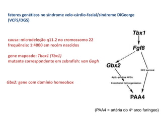 fatores genéticos no síndrome velo-cárdio-facial/sindrome DiGeorge
(VCFS/DGS)
causa: microdeleção q11.2 no cromossomo 22
frequência: 1:4000 em recém nascidos
gene mapeado: Tbox1 (Tbx1)
mutante correspondente em zebrafish: van Gogh
Gbx2: gene com domínio homeobox
(PAA4 = artéria do 4o arco faríngeo)
 