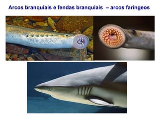 Arcos branquiais e fendas branquiais – arcos faríngeos
 