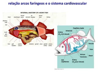 relação arcos faríngeos e o sistema cardiovascular
 