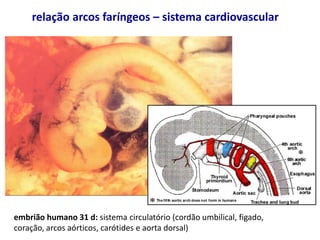 embrião humano 31 d: sistema circulatório (cordão umbilical, figado,
coração, arcos aórticos, carótides e aorta dorsal)
relação arcos faríngeos – sistema cardiovascular
 