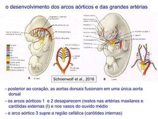o desenvolvimento dos arcos aórticos e das grandes artérias
- posterior ao coração, as aortas dorsais fusionam em uma única aorta
dorsal
- os arcos aórticos 1 e 2 desaparecem (restos nas artérias maxilares e
carótidas externas (I) e nos vasos do ouvido médio
- o arco aórtico 3 supre a região cefálica (carótides internas)
Schoenwolf et al., 2016
 