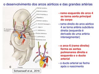 o desenvolvimento dos arcos aórticos e das grandes artérias
- ramo esquerdo do arco 4
se torna aorta principal
do corpo
- ramo direito do arco aórtico
4 se torna artéria subclávia
direita (esquerda é
derivado de uma artéria
intersegmentar)
- o arco 6 (ramo direito)
forma as aortas
pulmonares direita e
esquerda e o ducto
arterial
- o ducto arterial se fecha
após o nascimento
Schoenwolf et al., 2016
 