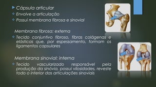  Cápsula articular
 Envolve a articulação
 Possui membrana fibrosa e sinovial
Membrana fibrosa: externa
 Tecido conjuntivo fibroso, fibras colágenas e
elásticas que, por espessamento, formam os
ligamentos capsulares
Membrana sinovial: interna
 Tecido vascularizado responsável pela
produção da sinóvia, possui vilosidades, reveste
todo o interior das articulações sinoviais
 