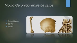 Modo de união entre os ossos
 Extremidades
 Bordas
 Faces
 