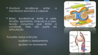  Gordura: localiza-se entre a
membrana sinovial e a cápsula
 Bolsa: localizam-se entre a pele,
tendão, ligamento, músculo e o osso,
tecido conjuntivo que limita a
cavidade. Não são parte da
articulação
Funções: reduz a fricção
auxiliam o deslizamento
ajudam no movimento
 