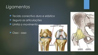 Ligamentos
 Tecido conectivo duro e elástico
 Segura as articulações
 Limita o movimento
 Osso - osso
 