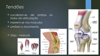 Tendões
 Localizam-se de ambos os
lados da articulação
 Inserem-se nos músculos
 Limitam o movimento
 Osso - músculo
 