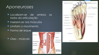 Aponeuroses
 Localizam-se de ambos os
lados da articulação
 Inserem-se nos músculos
 Limitam o movimento
 Forma de leque
 Osso - músculo
 