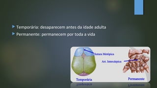  Temporária: desaparecem antes da idade adulta
 Permanente: permanecem por toda a vida
 