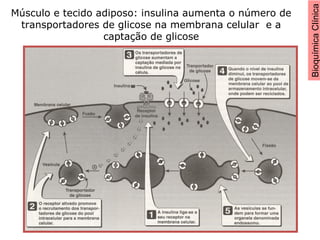 BioquímicaClínica
Músculo e tecido adiposo: insulina aumenta o número de
transportadores de glicose na membrana celular e a
captação de glicose
 