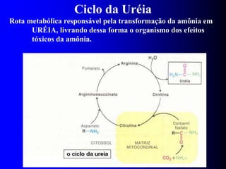 AULA 4 - CICLO DA UREIA e metabolismo p | PPT