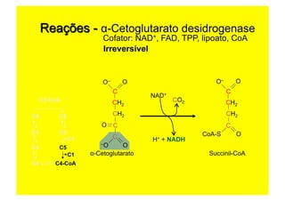 C2-CoA
C6C4
C6C4
C4 C5
C4 C4-CoA
C1
C1
Cofator: NAD+, FAD, TPP, lipoato, CoA
Irreversível
CH2
C
OO–
CO
CH2
C
O–O
CO2
α-Cetoglutarato
NAD+
H+ + NADH
CH2
C
OO–
CH2
C
OCoA-S
Succinil-CoA
 