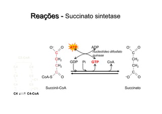 C2-CoA
C6C4
C6C4
C4 C5
C4 C4-CoA
C1
C1
CoAGDP GTP
CH2
C
OO–
CH2
C
OCoA-S
Succinil-CoA
Pi
ADPATP
nucleotídeo difosfato
quinase
Succinato
CH2
C
OO–
CH2
C
O–O
 