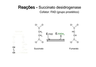 C2-CoA
C6C4
C6C4
C4 C5
C4 C4-CoA
C1
C1
E-FAD E-FADH2
Succinato
CH2
C
OO–
CH2
C
O–O
Cofator: FAD (grupo prostético)
Fumarato
HC
C
OO–
CH
C
O–O
 