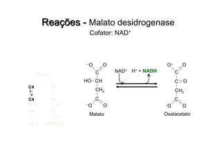 C2-CoA
C6C4
C6C4
C4 C5
C4 C4-CoA
C1
C1
Malato
CH
C
O–O
CH2
C
O–O
HO
CH2
C
O
OC
O–
C
O–O
Oxalacetato
NAD+ H+ + NADH
Cofator: NAD+
 