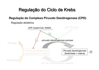 Regulação do Complexo Piruvato Desidrogenase (CPD)
Regulação alostérica
Piruvato desidrogenase
(não fosforilada = ativa)
Piruvato
Acetil-CoA
Piruvato desidrogenase
(fosforilada = inativa)
P
piruvato desidrogenase quinase
piruvato desidrogenase fosfatase
ATP, Acetil-CoA, NADH
+
ADP, Piruvato
–
–
 