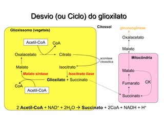Acetil-CoA
Oxalacetato
Malato
Citrato
Isocitrato
Glioxilato + Succinato
Glioxissomo (vegetais)
Mitocôndria
Citossol
Malato
Fumarato
Succinato
Acetil-CoA
CoA
CoA
Malato
Oxalacetato
CK
Isocitrato liase
gliconeogênese
Malato sintase
aconitase
citossólica
2 Acetil-CoA + NAD+ + 2H2O  Succinato + 2CoA + NADH + H+
 