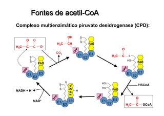 FAD
S
S
E1
E2
E3
FAD
HS
HS
E1
E2
E3
S
S
E1
E2
E3
FADH2
H
H
FAD
S
S
E1
E2
E3
CH
OH
H3C
FAD
HS
S
E1
E2
E3
C
O
H3C
C
O
H3C C
O
O–
CO2
C
O
H3C SCoA
HSCoA
NAD+
NADH + H+
 