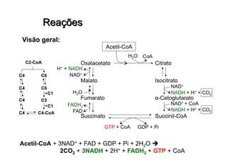 C2-CoA
C6C4
C6C4
C4 C5
C4 C4-CoA
C1
C1
Acetil-CoA
Oxalacetato
Malato
Fumarato
Succinato Succinil-CoA
Citrato
Isocitrato
α-Cetoglutarato
NAD+
NADH + H+ + CO2
NAD+ + CoA
NADH + H+ + CO2
GDP + PiGTP + CoA
FAD
FADH2
H2O
H2O CoA
NAD+
H+ + NADH
 