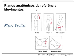 Planos anatômicos de referência Movimentos Plano Sagital flexão extensão hiperextensão Flexão dorsal Flexão plantar 