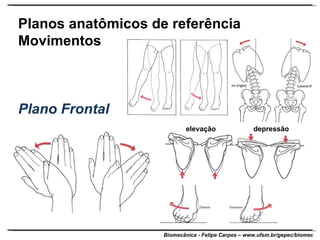 Planos anatômicos de referência Movimentos Plano Frontal elevação depressão 
