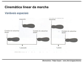 Cinemática linear da marcha Variáveis espaciais 