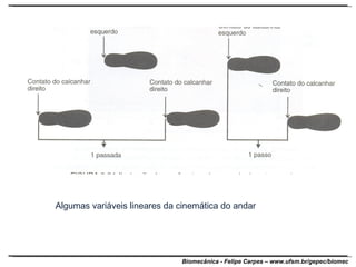 Algumas variáveis lineares da cinemática do andar 