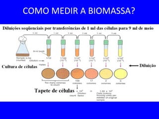 COMO MEDIR A BIOMASSA?
 