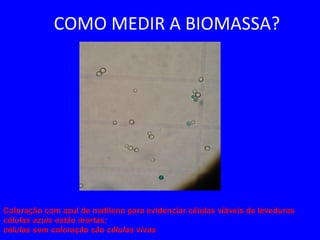COMO MEDIR A BIOMASSA?
Coloração com azul de metileno para evidenciar células viáveis de leveduras
células azuis estão mortas;
células sem coloração são células vivas
 