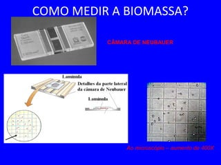 COMO MEDIR A BIOMASSA?
CÂMARA DE NEUBAUER
Ao microscópio – aumento de 400X
 
