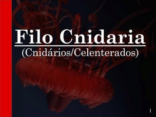 Filo Cnidaria
(Cnidários/Celenterados)
1
 