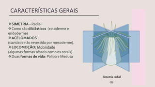 Aula 4 - Cnidários - Características gerais | PDF