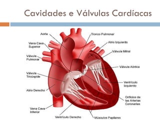 Cavidades e Válvulas Cardíacas
 