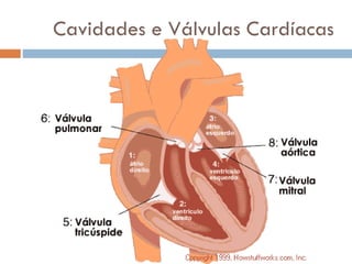 Cavidades e Válvulas Cardíacas
 
