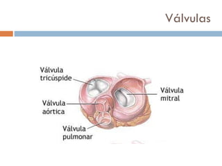 Válvulas
 