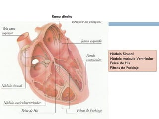Ramo direito
Nódulo Sinusal
Nódulo Auriculo Ventricular
Feixe de His
Fibras de Purkinje
 