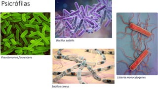Psicrófilas
Pseudomonas fluorescens
Bacillus subtilis
Bacillus cereus
Listeria monocytogenes
 