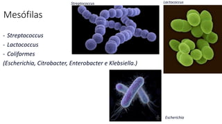 Mesófilas
- Streptococcus
- Lactococcus
- Coliformes
(Escherichia, Citrobacter, Enterobacter e Klebsiella.)
Lactococcus
Streptococcus
Escherichia
 