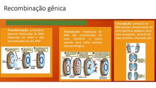 Recombinação gênica
 