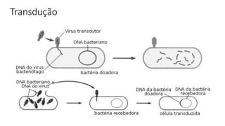 Transdução
 